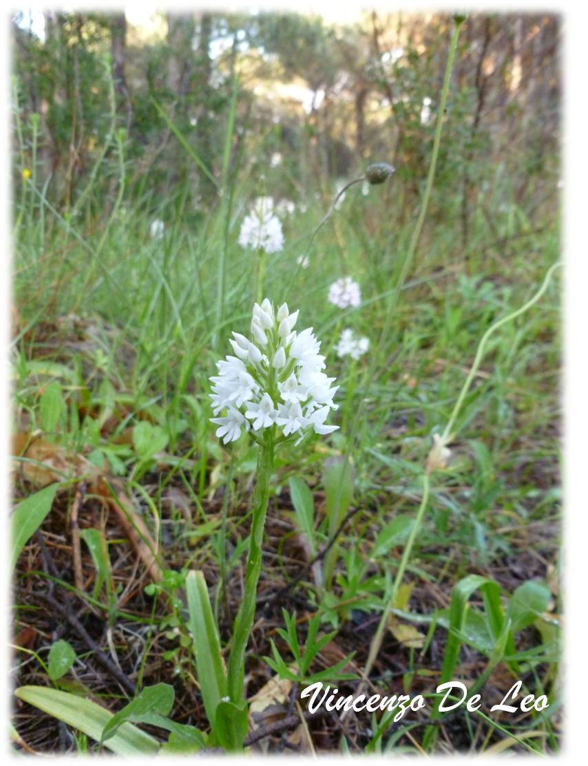 Anacamptis pyramidalis